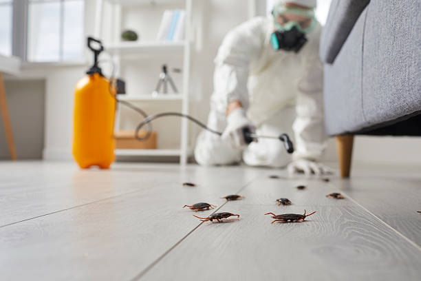 Affordable Cockroach Control solutions in Wolf Lake, MI